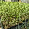 Showy Milkweed Plant Sets Plants - Garden for Wildlife