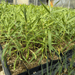 Showy Milkweed Plant Sets Plants - Garden for Wildlife