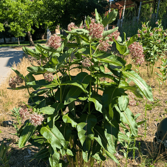 Showy Milkweed Plant Sets Plants - Garden for Wildlife