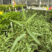 Showy Milkweed Plant Sets Plants - Garden for Wildlife