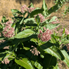Showy Milkweed Plant Sets Plants - Garden for Wildlife