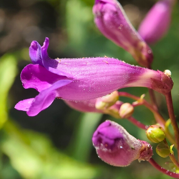 Showy Penstemon Plant Sets