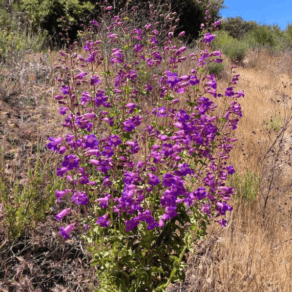 Showy Penstemon Plant Sets Plants - Garden for Wildlife