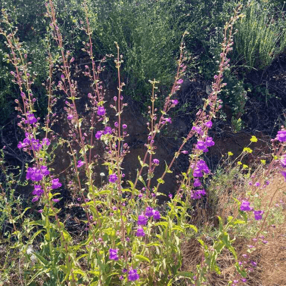 Showy Penstemon Plant Sets Plants - Garden for Wildlife