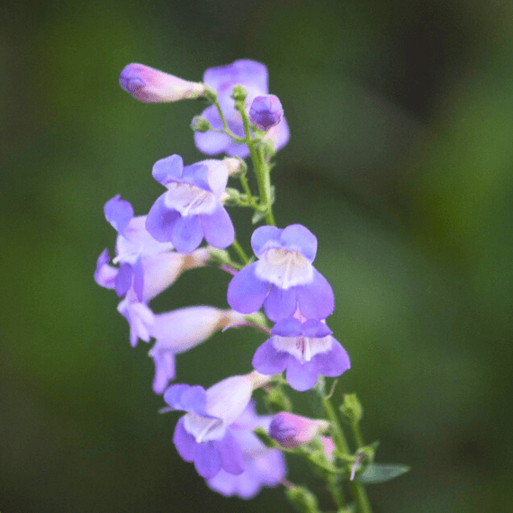 Showy Penstemon Plant Sets