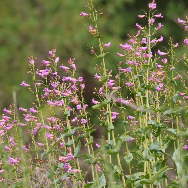 Showy Penstemon Plant Sets Plants - Garden for Wildlife
