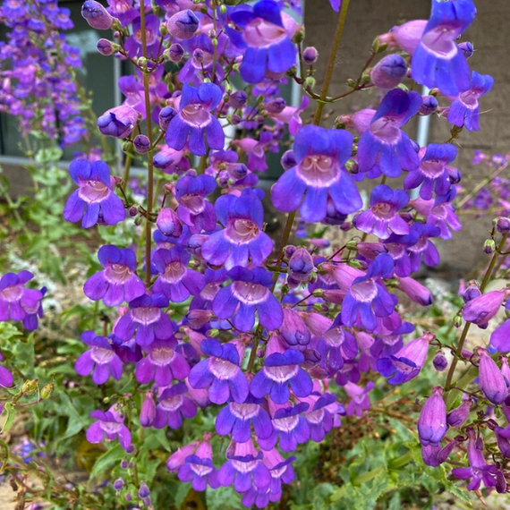Showy Penstemon Plant Sets