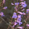 Showy Penstemon Plant Sets Plants - Garden for Wildlife