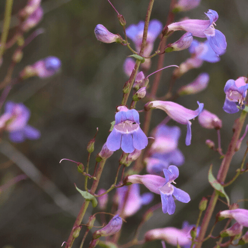 Showy Penstemon Plant Sets Plants - Garden for Wildlife