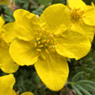 Shrubby Cinquefoil Shrub Plants - Garden for Wildlife