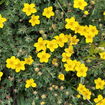 Shrubby Cinquefoil Shrub Plants - Garden for Wildlife