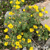 Shrubby Cinquefoil Shrub Plants - Garden for Wildlife