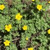 Shrubby Cinquefoil Shrub Plants - Garden for Wildlife