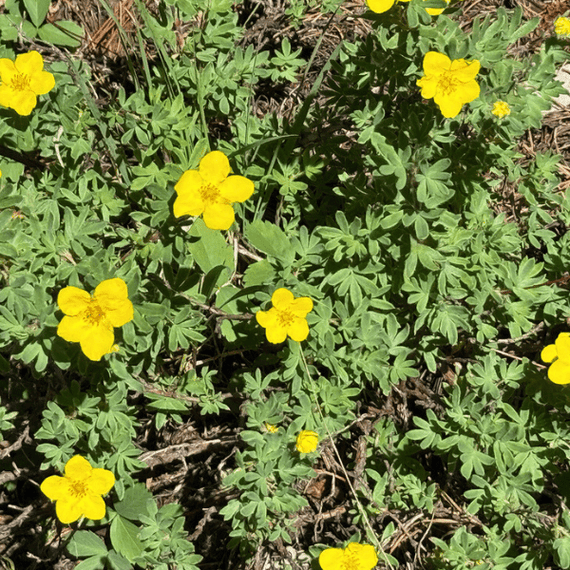 Shrubby Cinquefoil Shrub Plants - Garden for Wildlife