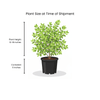 Shrubby Cinquefoil Shrub Plants - Garden for Wildlife