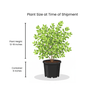 Shrubby Cinquefoil Shrub Plants - Garden for Wildlife