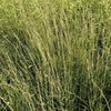Side Oats Grama Grass Plant Sets Plants - Garden for Wildlife