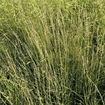 Side Oats Grama Grass Plant Sets Plants - Garden for Wildlife