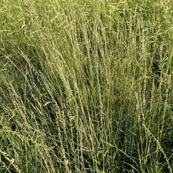 Side Oats Grama Grass Plant Sets Plants - Garden for Wildlife