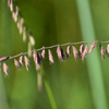 Side Oats Grama Grass Plant Sets Plants - Garden for Wildlife