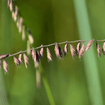Side Oats Grama Grass Plant Sets Plants - Garden for Wildlife