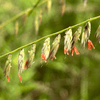 Side Oats Grama Grass Plant Sets Plants - Garden for Wildlife