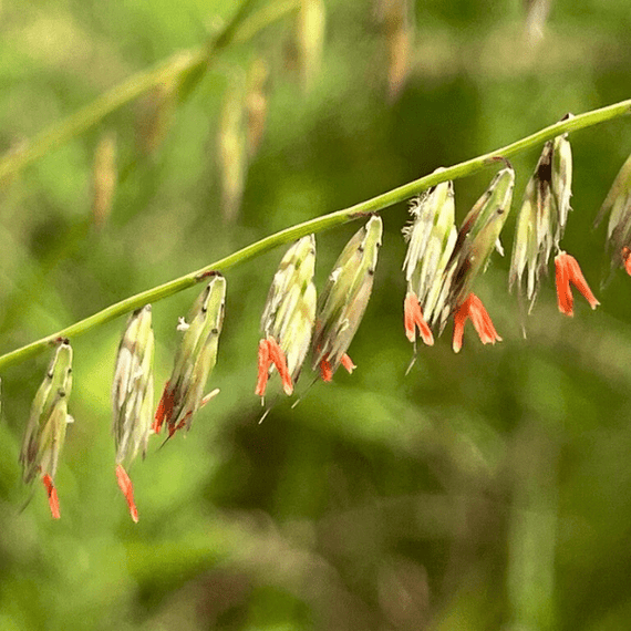 Side Oats Grama Grass Plant Sets Plants - Garden for Wildlife