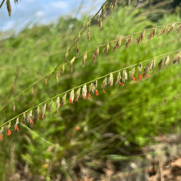 Side Oats Grama Grass Plant Sets Plants - Garden for Wildlife