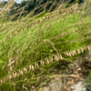 Side Oats Grama Grass Plant Sets Plants - Garden for Wildlife