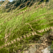 Side Oats Grama Grass Plant Sets Plants - Garden for Wildlife