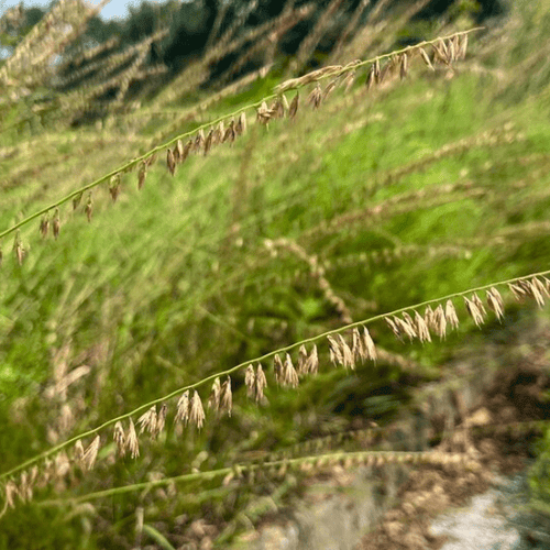 Side Oats Grama Grass Plant Sets Plants - Garden for Wildlife