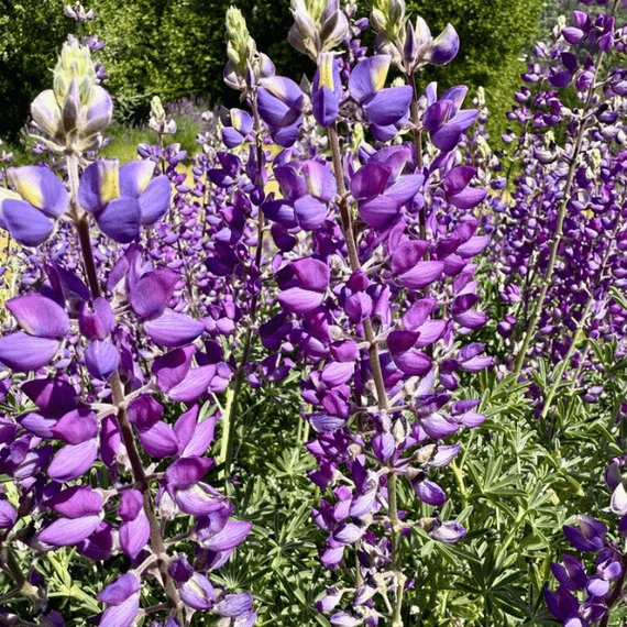 Silver Lupine Plant Sets