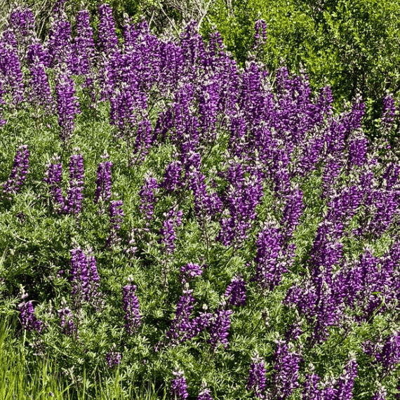 Silver Lupine Plant Sets