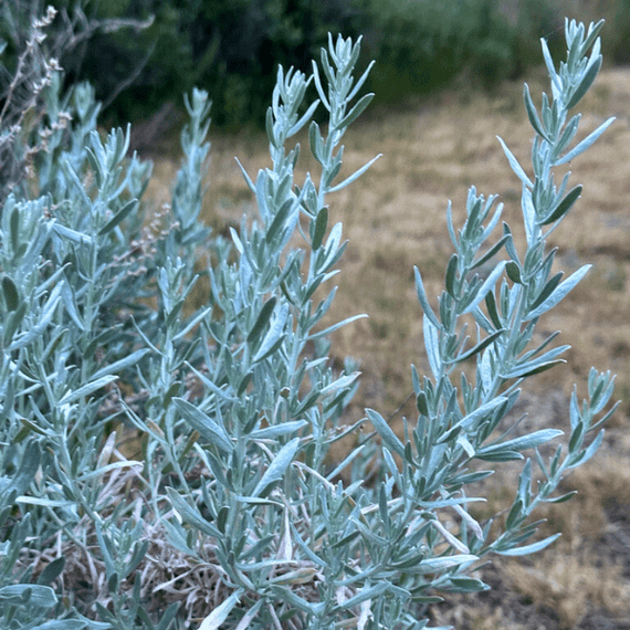 silver sage air plant Silver Sagebrush Shrub