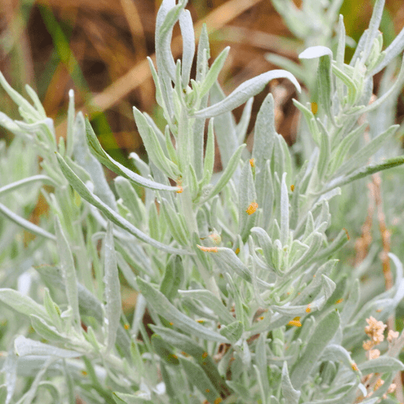 silver sage air plant Silver Sagebrush Shrub