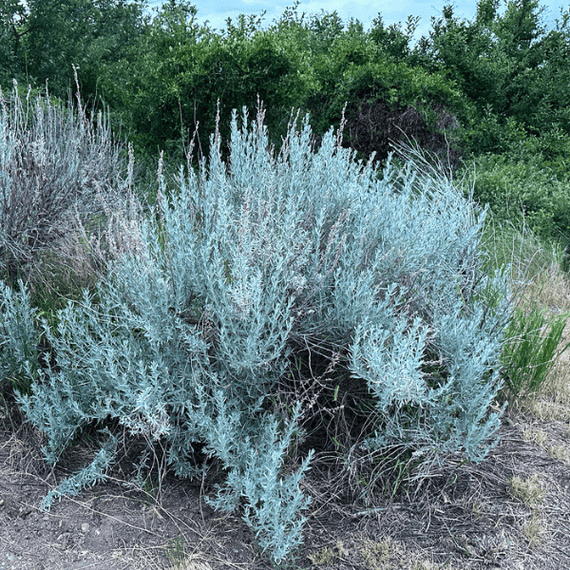 silver sage air plant Silver Sagebrush Shrub