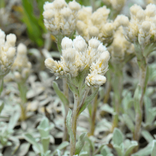 Small - Leaf Pussytoes Plant Sets Plants - Garden for Wildlife