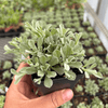 Small - Leaf Pussytoes Plant Sets Plants - Garden for Wildlife