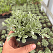 Small - Leaf Pussytoes Plant Sets Plants - Garden for Wildlife
