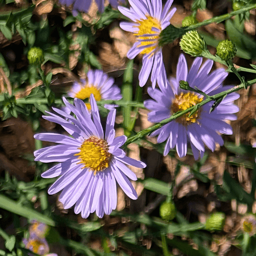 Smooth Blue Aster Plant Sets Plants - Garden for Wildlife