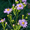Smooth Blue Aster Plant Sets Plants - Garden for Wildlife