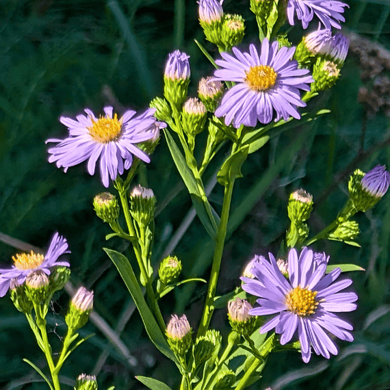 Smooth Blue Aster Plant Sets Plants - Garden for Wildlife
