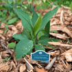 Smooth Blue Aster Plant Sets Plants - Garden for Wildlife