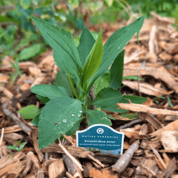 Smooth Blue Aster Plant Sets Plants - Garden for Wildlife