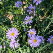 Smooth Blue Aster Plant Sets Plants - Garden for Wildlife