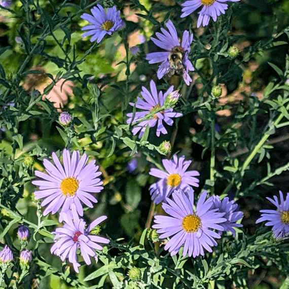 Smooth Blue Aster Plant Sets Plants - Garden for Wildlife