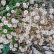 Smooth Blue Aster Plant Sets Plants - Garden for Wildlife