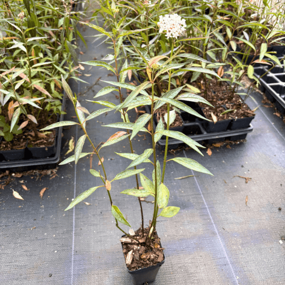 potted milkweed plants for sale Snowy Milkweed Plant Sets