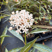Snowy Milkweed Plant Sets Plants - Garden for Wildlife