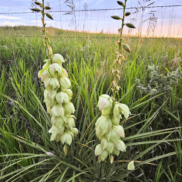 where can you find yucca plants Soapweed Yucca Shrub